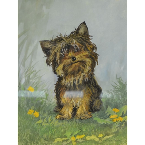 285 - Elizabeth M. Halstead, study of a Yorkshire Terrier, watercolour, signed, 30cm x 22.5cm