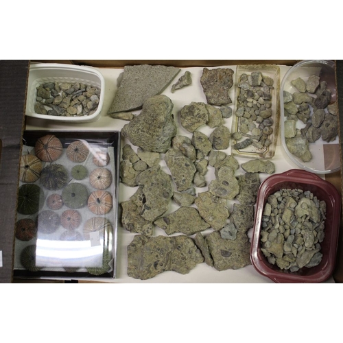 636 - A large quantity of Fossils (in two tray boxes) includes Silurian sea bed with crinoids, braciopods,... 