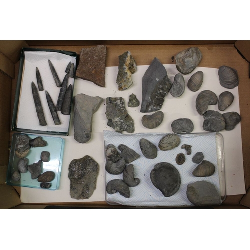 636 - A large quantity of Fossils (in two tray boxes) includes Silurian sea bed with crinoids, braciopods,... 