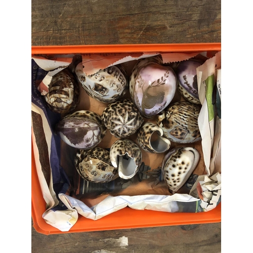 44 - Box decorated shells