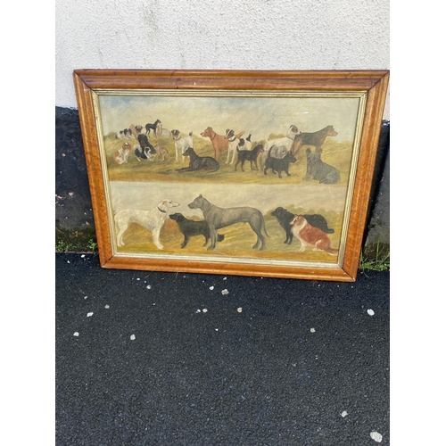 586 - Oil on board,breeds of dogs in maple frame