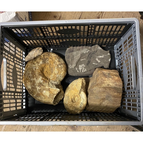 28 - Large fossils