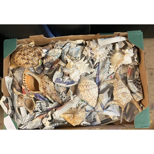 31 - Box shells