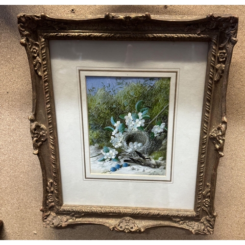 137 - Fine Cruikshank watercolour bird & nest