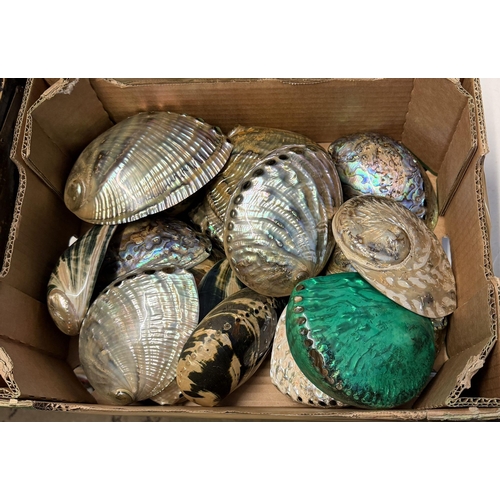 15 - Shells