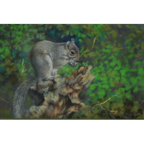 516 - JOEL KIRK 'WESTEN GREY SQUIRREL IV', a pastel study of a squirrel, signed bottom right, mounted, fra... 