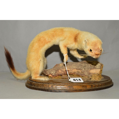 814 - TAXIDERMY, a mounted Stoat, with paper label reverse Ian Fraser Taxidermist Oakham, approximate heig... 