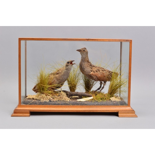 1676 - TAXIDERMY, a pair of Corncrake mounted on a naturalistic oval base, within a rectangular case with f... 