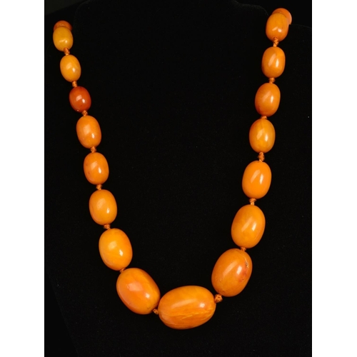 11 - A NATURAL AMBER NECKLACE, designed as thirty-nine graduated beads measuring approximately 13mm to 31... 