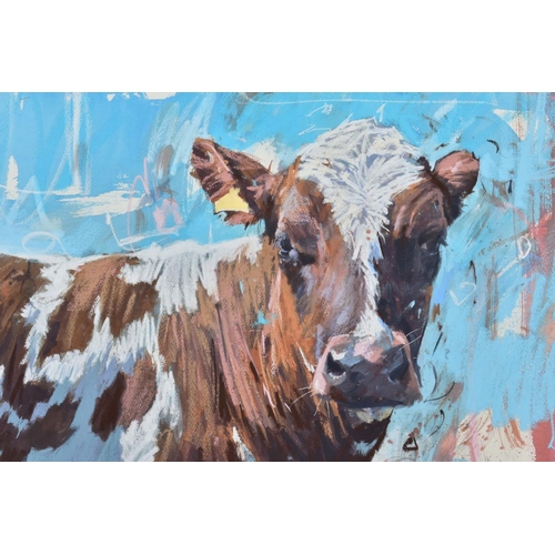 423 - JAMES BARTHOLOMEW R.S.M.A. (BRITISH CONTEMPORARY) 'COW WITH EAR BACK' a portrait study of a cow, sig... 