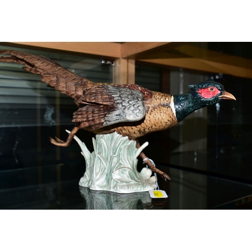 262 - TWO GOEBEL BIRDS, a 'White Headed Eagle', CV104, height 26cm x length 51cm and a Pheasant CV98, heig... 