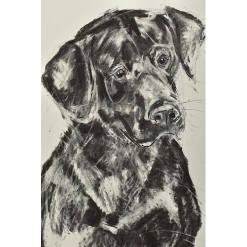 319 - APRIL SHEPHERD (BRITISH CONTEMPORARY) 'BLACK LABRADOR', a portrait study of a dog, initialled bottom... 