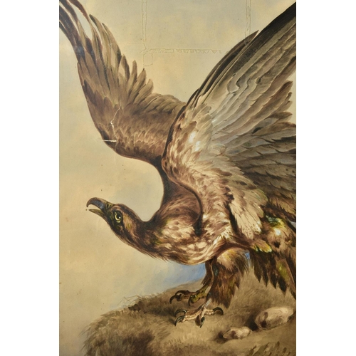 339 - WILLIAM HEATH (BRITISH 19TH CENTURY), study of an eagle with wings raised whilst perched on an outcr... 