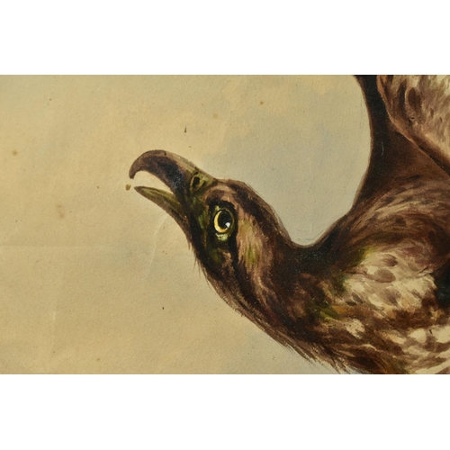 339 - WILLIAM HEATH (BRITISH 19TH CENTURY), study of an eagle with wings raised whilst perched on an outcr... 