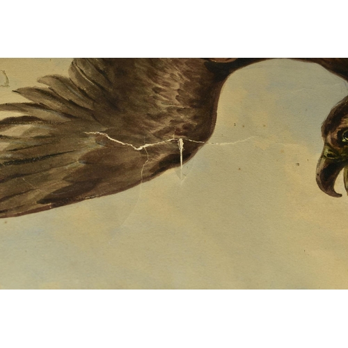 339 - WILLIAM HEATH (BRITISH 19TH CENTURY), study of an eagle with wings raised whilst perched on an outcr... 