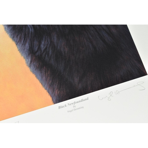 416 - NIGEL HEMMING (BRITISH 1957), two limited edition prints 'Black Newfoundland' 27/200 and  'Bearded C... 