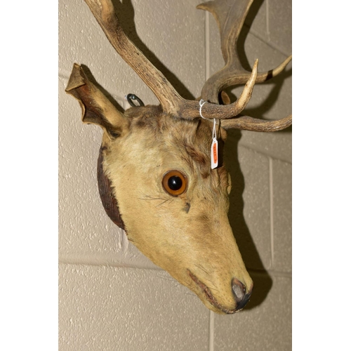 457 - TAXIDERMY - A Stag's head with antlers, height 69cm approximately