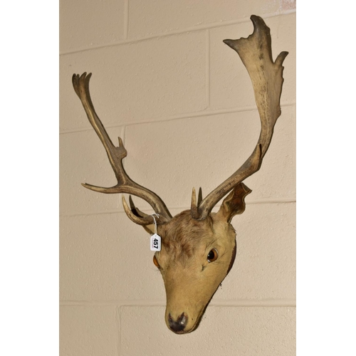 457 - TAXIDERMY - A Stag's head with antlers, height 69cm approximately