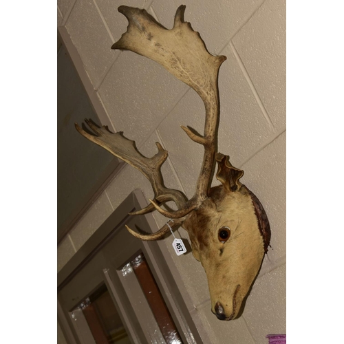 457 - TAXIDERMY - A Stag's head with antlers, height 69cm approximately