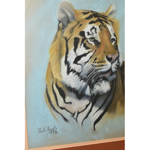 331 - PAUL APPS (BRITISH 1958), a study of a tiger, signed lower left, dated (19)89, pastel on paper, moun... 