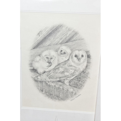 467 - STEVE MACHIN (BRITISH CONTEMPORARY), three pencil sketches of Owls, signed, mounted, unframed, large... 