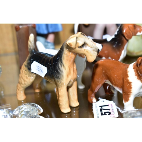 571 - SEVEN BESWICK SMALL DOG FIGURES, comprising two Springer Spaniels, a Jack Russell, a Beagle (Ch. Wen... 