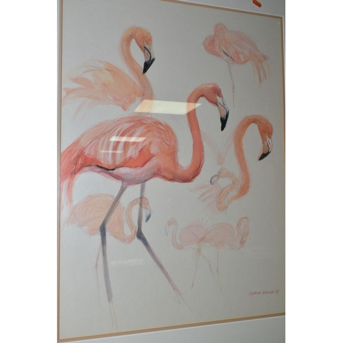481 - MATTHEW HILLIER (BRITISH 1958) a study of pink flamingos, signed and dated (19)89, pencil and waterc... 