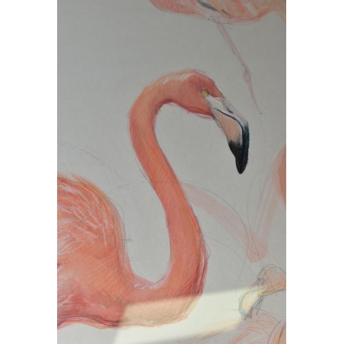 481 - MATTHEW HILLIER (BRITISH 1958) a study of pink flamingos, signed and dated (19)89, pencil and waterc... 