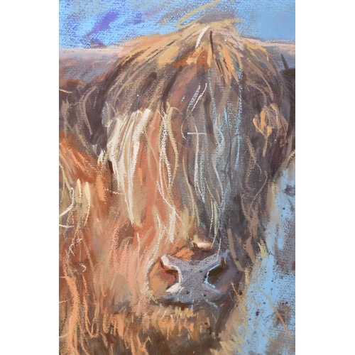 322 - JAMES BARTHOLOMEW (BRITISH CONTEMPORARY) 'HIGHLAND PURPLE', a study of a highland cow against a colo... 