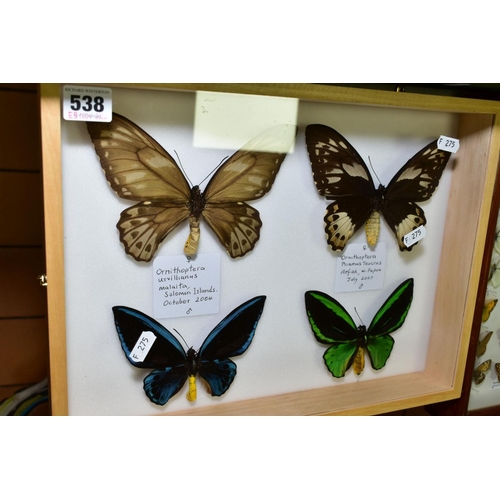 538 - ENTOMOLOGY INTEREST, a glazed display case containing male and female Ornithoptera Urvillianus Malai... 