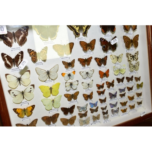 540 - ENTOMOLOGY INTEREST, a glazed display case of British butterflies, including Purple Emperor, Camberw... 