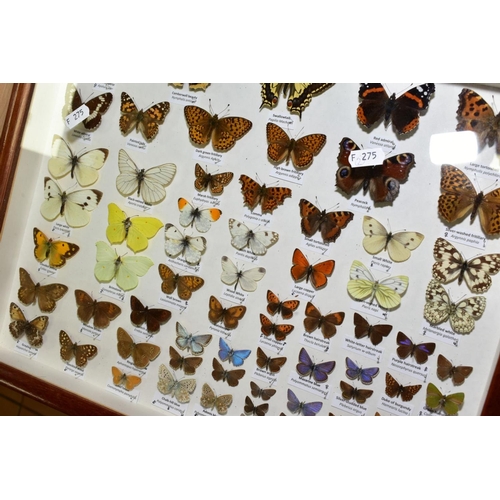 540 - ENTOMOLOGY INTEREST, a glazed display case of British butterflies, including Purple Emperor, Camberw... 