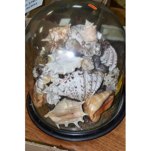 587 - A VICTORIAN GLASS DOME ON AN EBONISED CIRCULAR BASE CONTAINING A DISPLAY OF SEASHELLS AND FOLIAGE, t... 