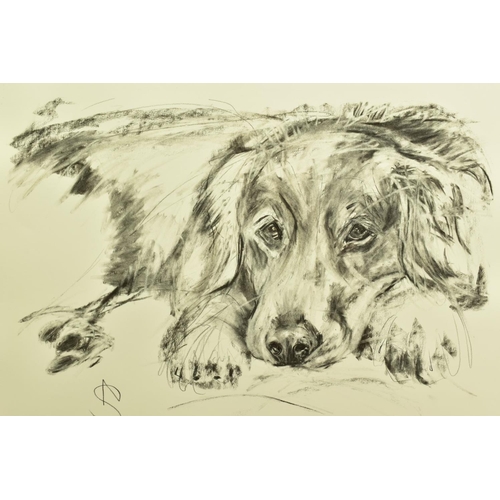 316 - APRIL SHEPHERD (BRITISH CONTEMPORARY) 'TIME FOR A REST' a charcoal on paper study of a dog, initiall... 