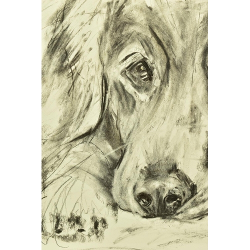 316 - APRIL SHEPHERD (BRITISH CONTEMPORARY) 'TIME FOR A REST' a charcoal on paper study of a dog, initiall... 