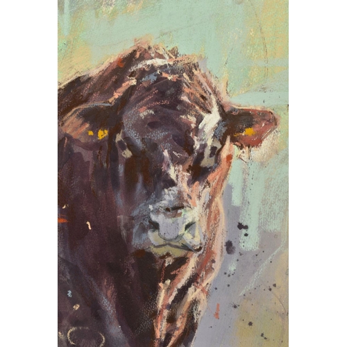 306 - JAMES BARTHOLOMEW (BRITISH CONTEMPORARY) 'Red Ruby Devon' a portrait of a cow, signed bottom right, ... 