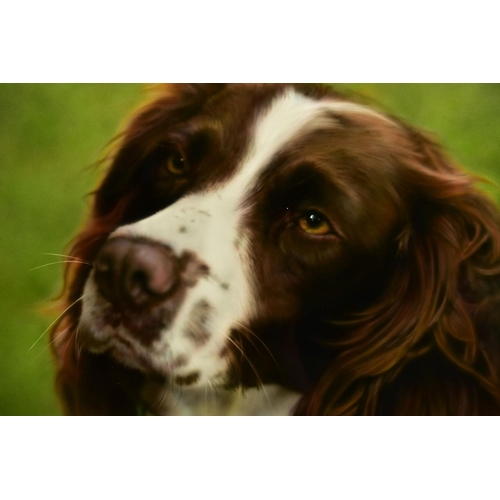 312 - STEVEN SMITH (BRITISH 1974) 'COLOUR SPRINGER', a head portrait of a liver and white Springer Spaniel... 