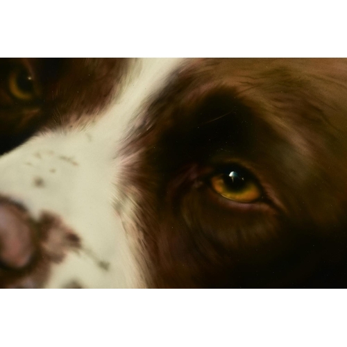 312 - STEVEN SMITH (BRITISH 1974) 'COLOUR SPRINGER', a head portrait of a liver and white Springer Spaniel... 