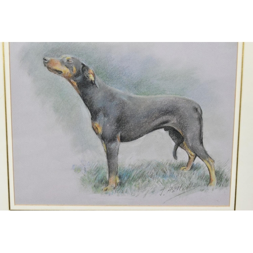 565 - JOHN HALLETT (BRITISH 20TH CENTURY), a portrait of a Doberman Pinscher drawn in profile, signed bott... 