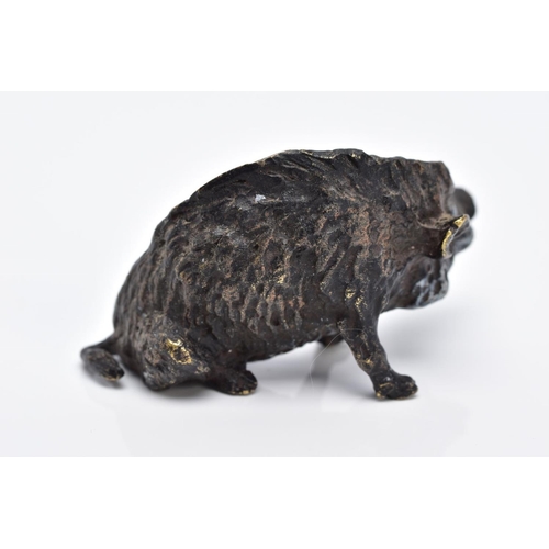 26 - A BERGMAN BRONZE SCULPTURE OF A BOAR, painted bronze figure, approximate height 3.5cm, approximate g... 