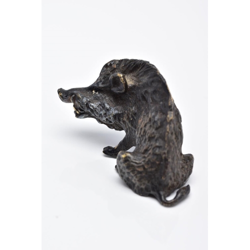 26 - A BERGMAN BRONZE SCULPTURE OF A BOAR, painted bronze figure, approximate height 3.5cm, approximate g... 