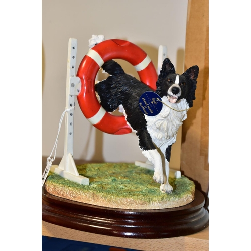 343 - A BOXED LIMITED EDITION BORDER FINE ARTS CLASSIC SCULPTURE, 'Through the Hoop' (Border Collie) B0953... 