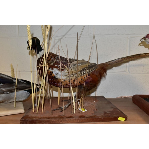 381 - TAXIDERMY - a white cock pheasant and a hen pheasant mounted together on rectangular wooden base, le... 