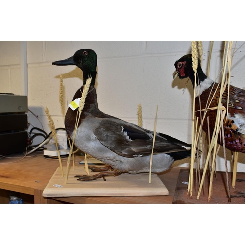 381 - TAXIDERMY - a white cock pheasant and a hen pheasant mounted together on rectangular wooden base, le... 