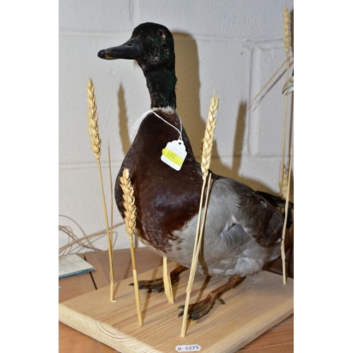 381 - TAXIDERMY - a white cock pheasant and a hen pheasant mounted together on rectangular wooden base, le... 