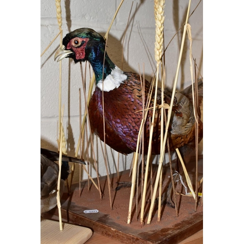 381 - TAXIDERMY - a white cock pheasant and a hen pheasant mounted together on rectangular wooden base, le... 