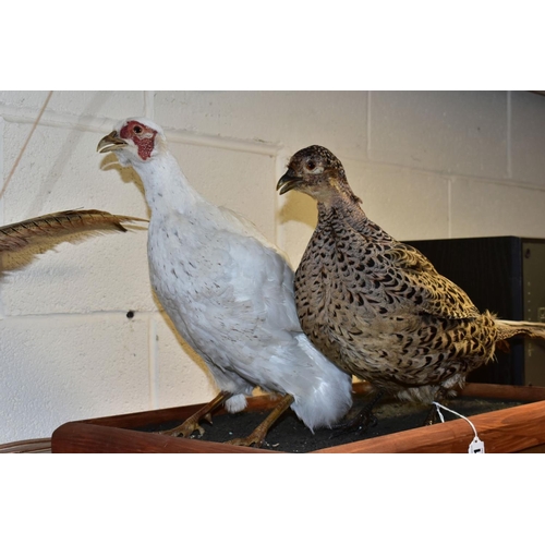 381 - TAXIDERMY - a white cock pheasant and a hen pheasant mounted together on rectangular wooden base, le... 