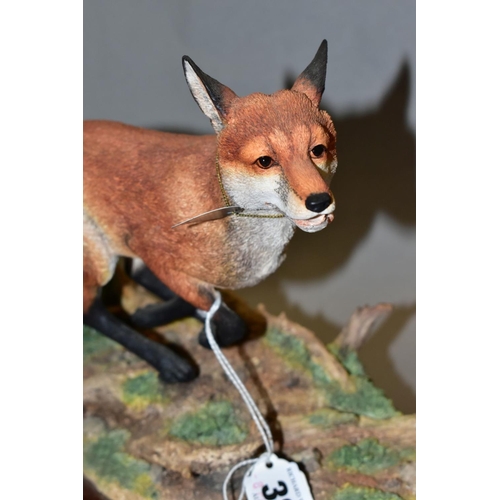 383 - A LIMITED EDITION BORDER FINE ARTS SCULPTURE, 'Breaking Cover' (fox), B0839 modelled by Ray Ayres No... 