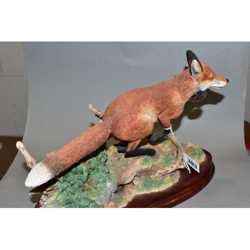 383 - A LIMITED EDITION BORDER FINE ARTS SCULPTURE, 'Breaking Cover' (fox), B0839 modelled by Ray Ayres No... 