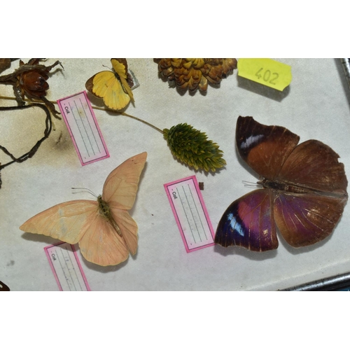 402 - FOUR GLAZED DISPLAY CASES, containing various butterflies, moths and dried flowers, to include 'Papi... 